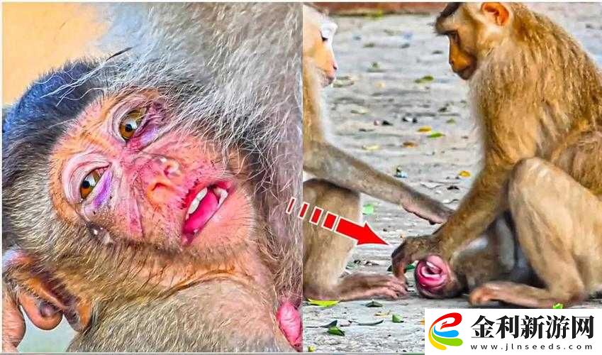 二人一起生猴子全程不蓋被子的真實體驗分享