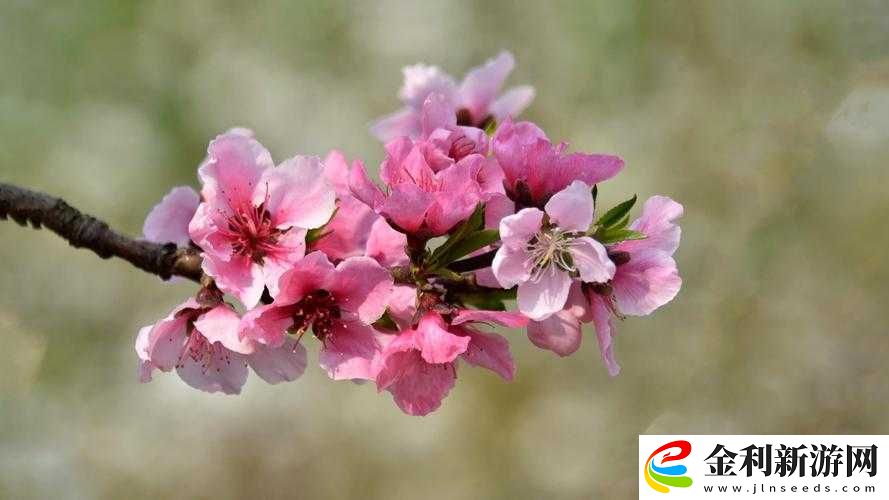 如何看待性處破與摘花