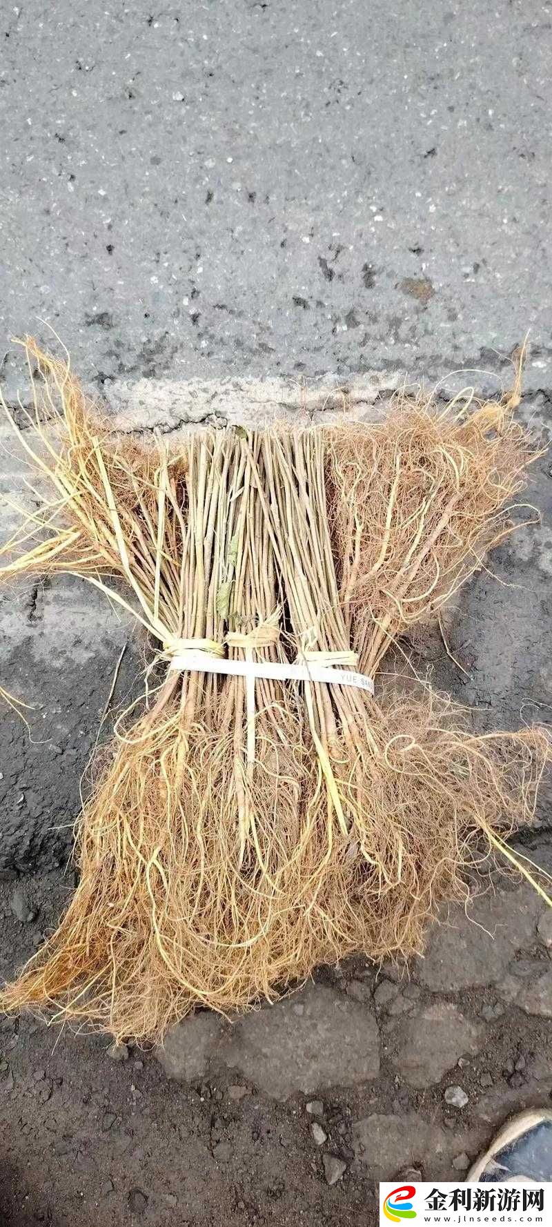 江南百景圖玩家必看