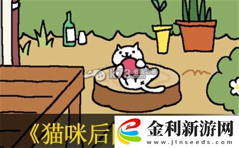 貓咪后院貓架收益介紹