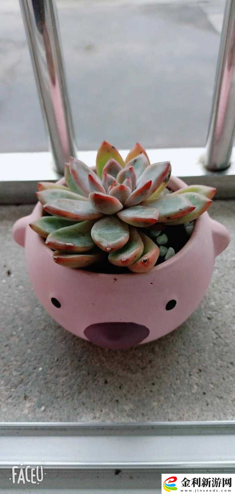 皇家共享小公主多肉——萌趣多肉的獨(dú)特魅力