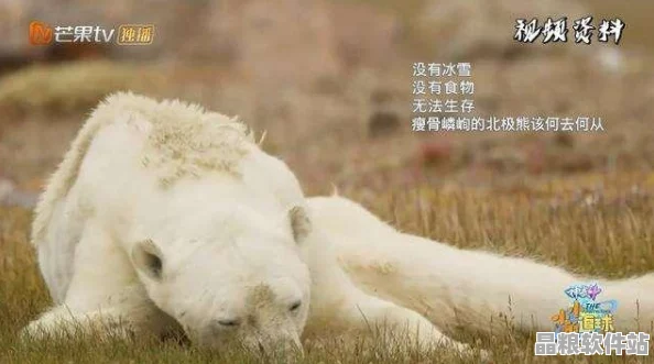 北極恐懼饑荒下的堅(jiān)守者