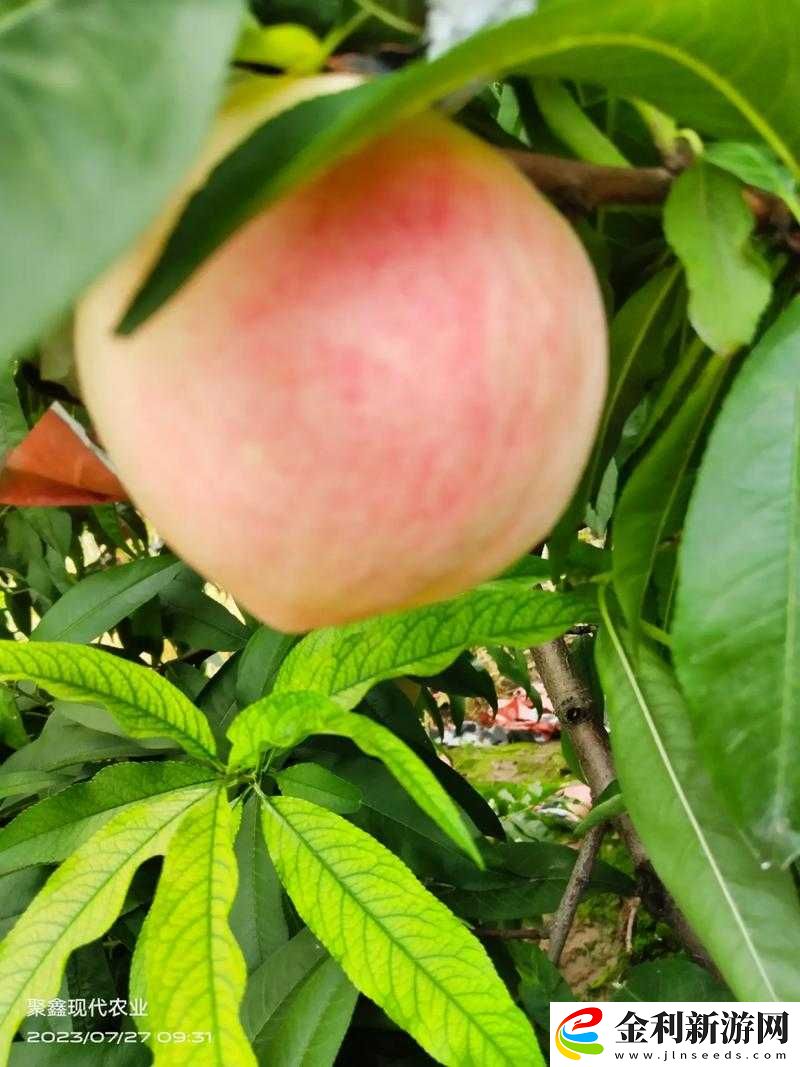 巨無霸水蜜桃水簾洞