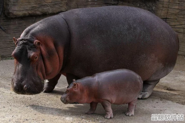 非洲性健康與交往文化探索