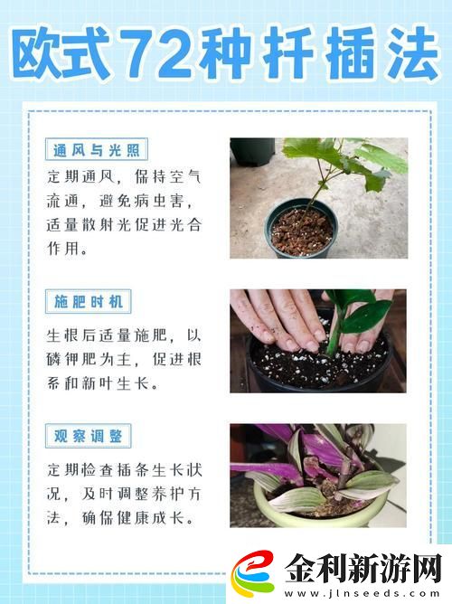 歐式45種扦插方式圖片火爆上線